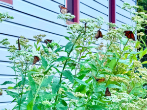 Monarch Waystation