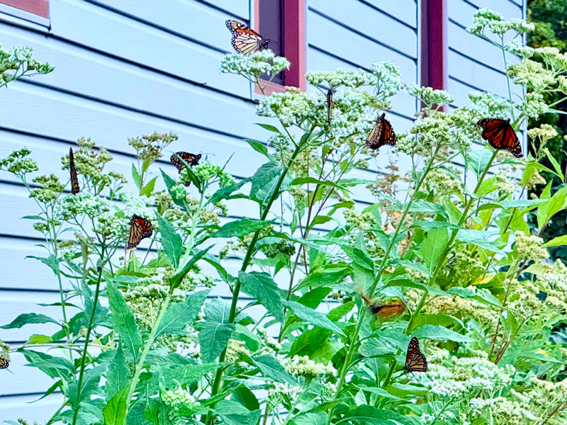 Monarch Waystation